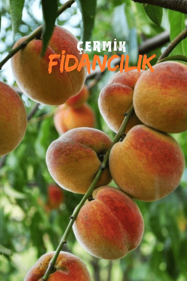 Aşılı Şeftali Fidanı 3 Yaş