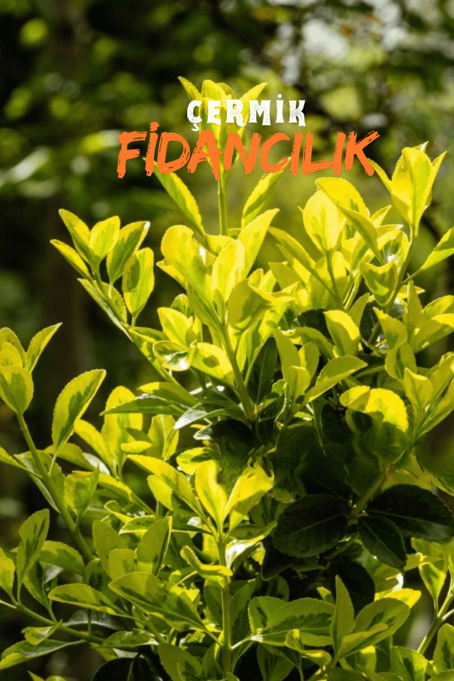 Gold Taflan Fidesi