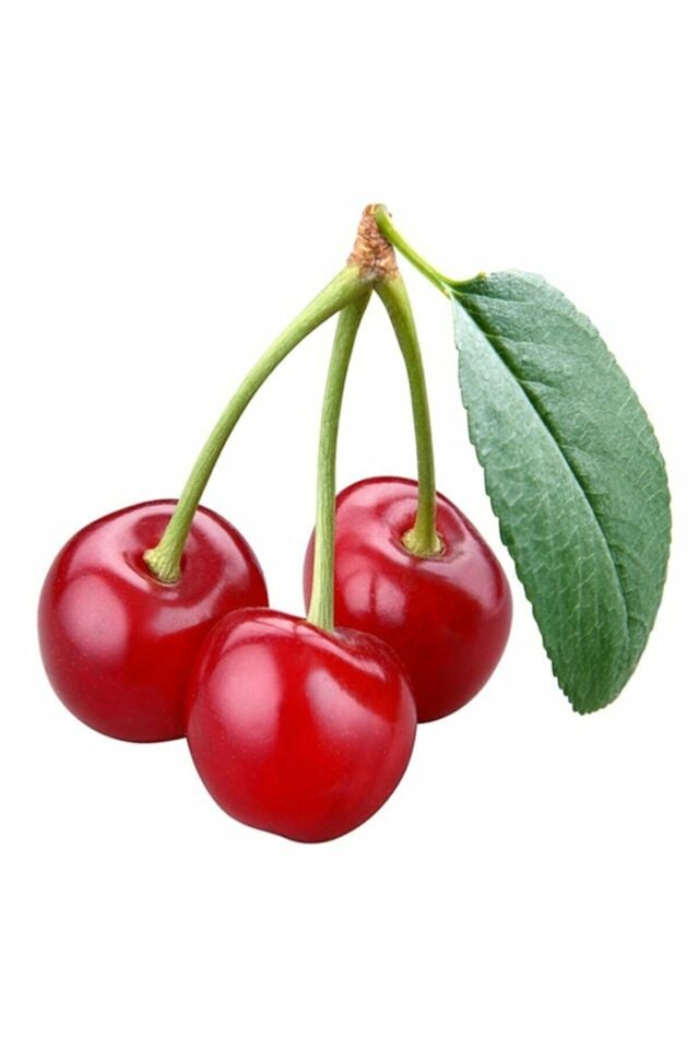 Aşılı Vişne Fidanı 3 Yaş