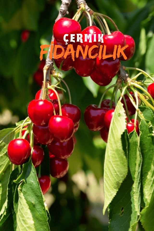 Aşılı Vişne Fidanı 3 Yaş