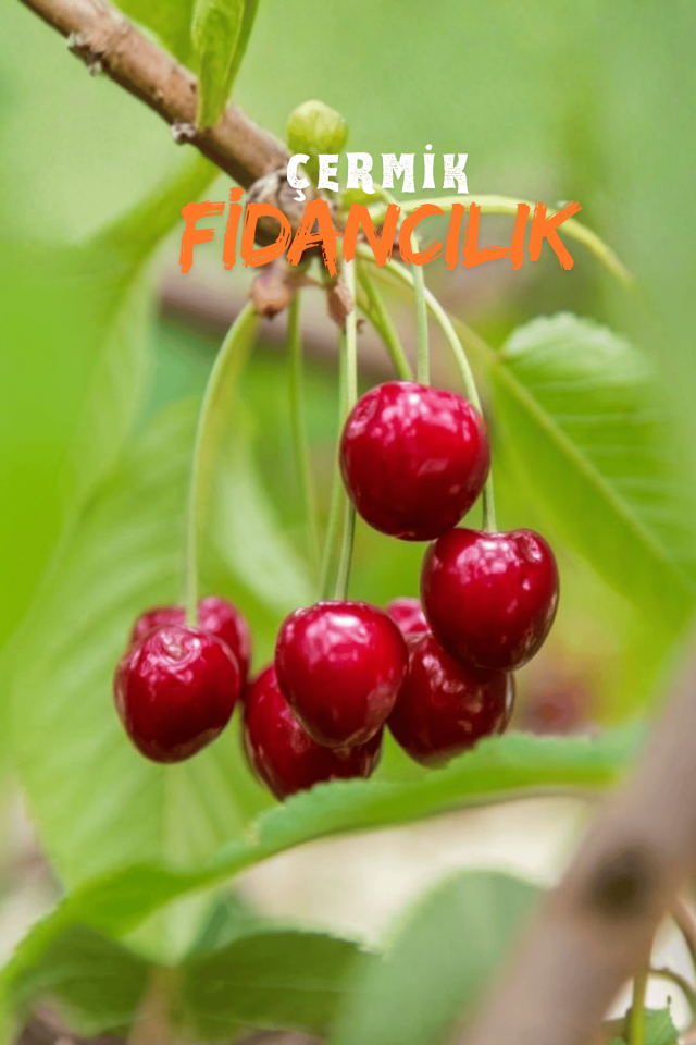 Aşılı Vişne Fidanı 3 Yaş