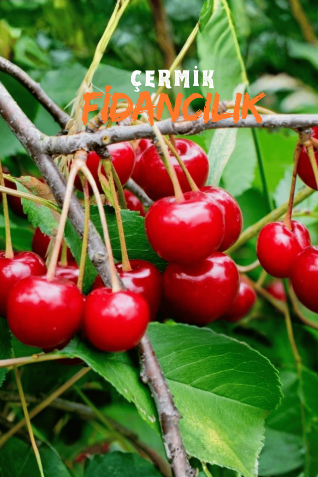 Aşılı Vişne Fidanı 3 Yaş