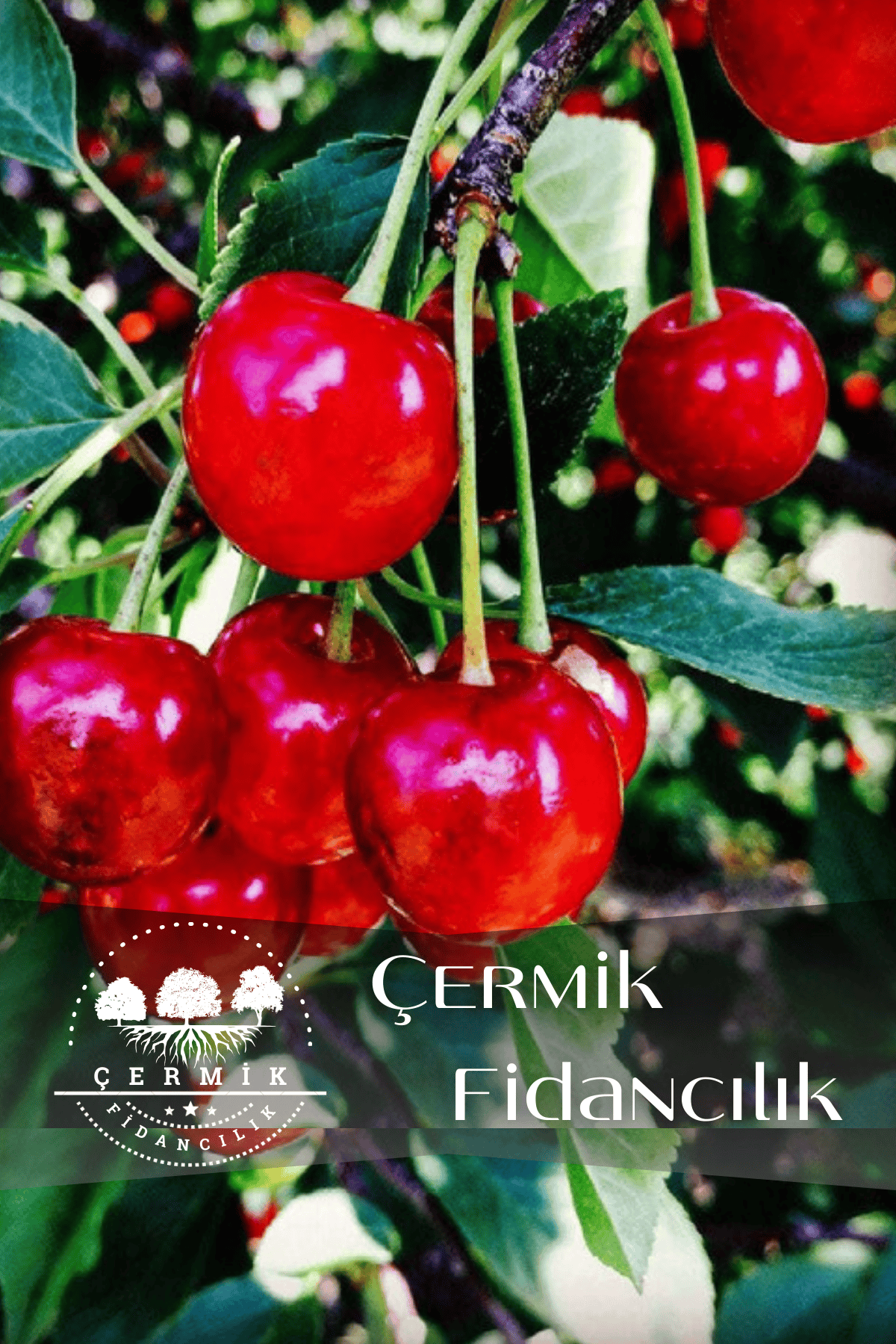 Aşılı Vişne Fidanı 3 Yaş