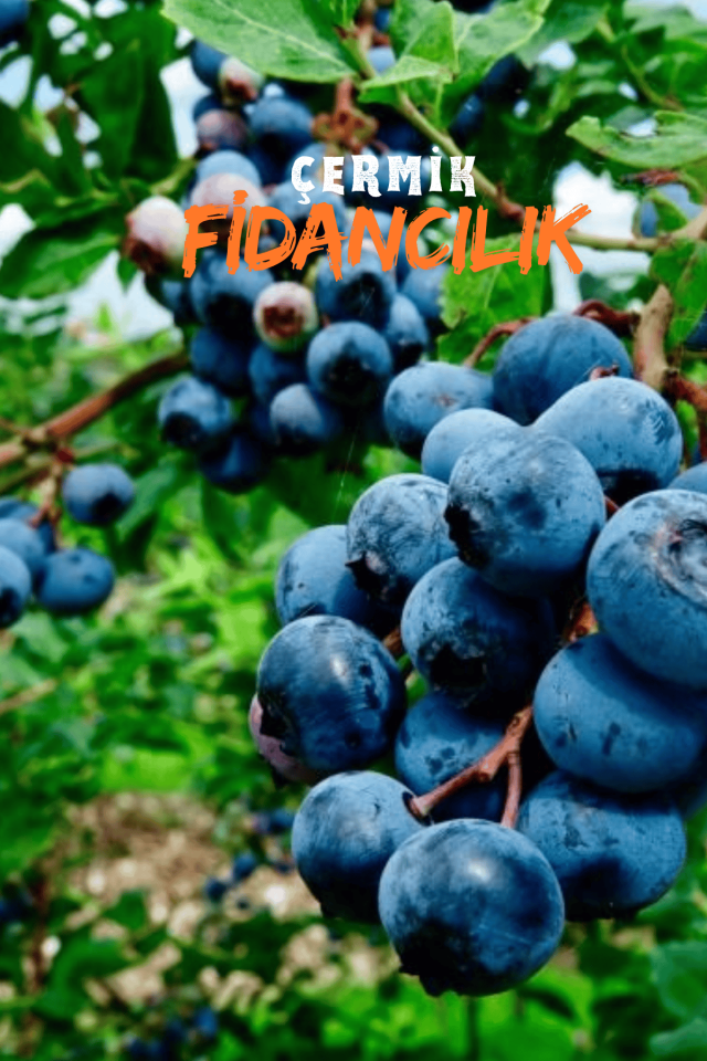 Tüplü Yaban Mersini ( Blue Berry ) Fidanı