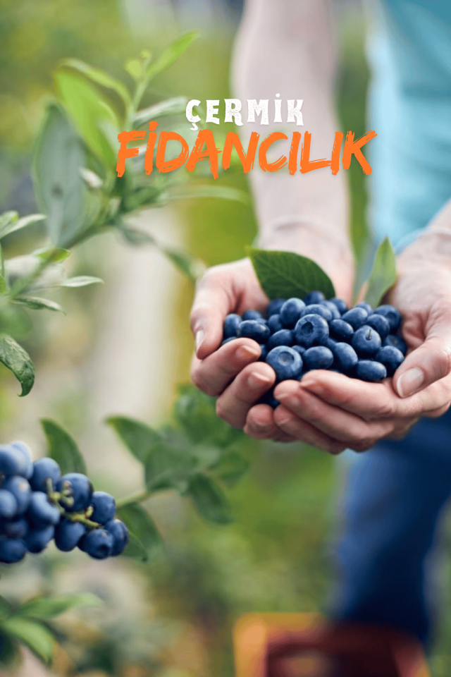 Tüplü Yaban Mersini ( Blue Berry ) Fidanı
