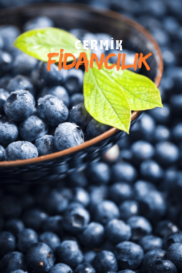 Tüplü Yaban Mersini ( Blue Berry ) Fidanı
