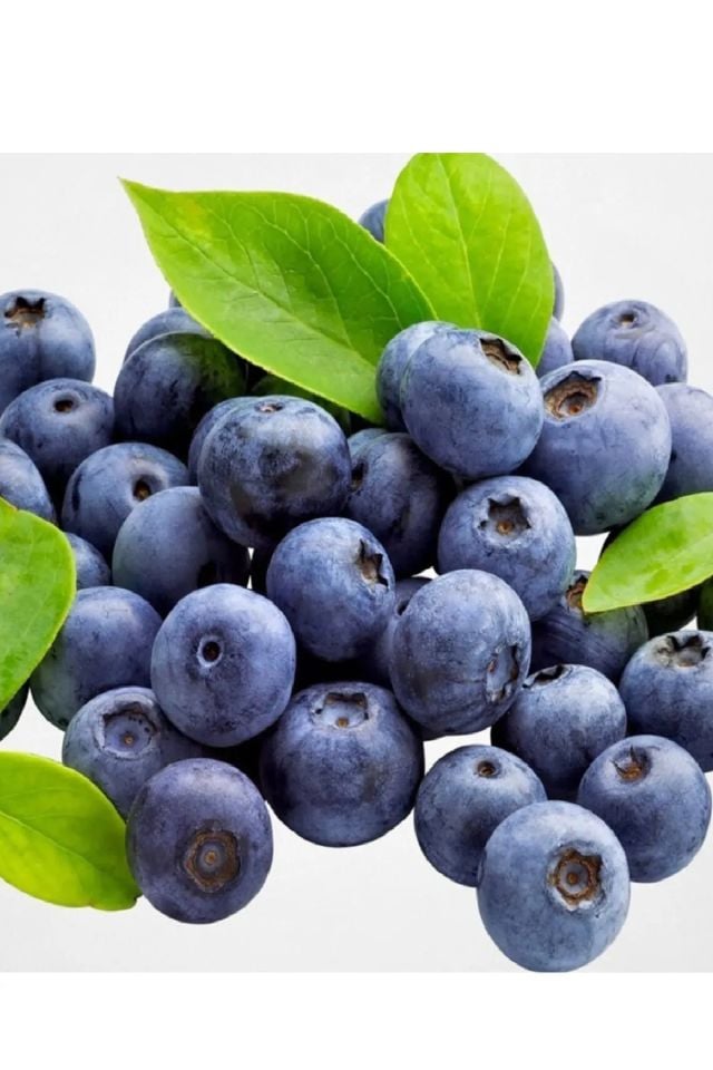 Tüplü Yaban Mersini ( Blue Berry ) Fidanı