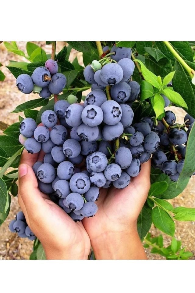 Tüplü Yaban Mersini ( Blue Berry ) Fidanı