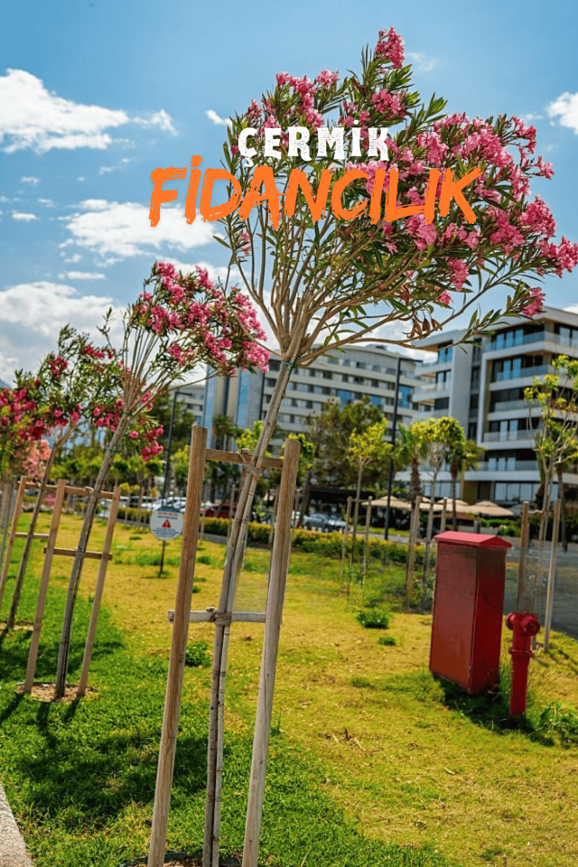 Pembe Çiçekli Zakkum Fidanı 3 Yaş