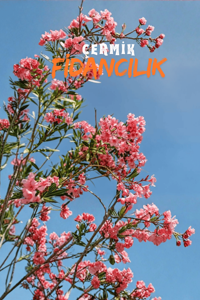 Pembe Çiçekli Zakkum Fidanı 3 Yaş