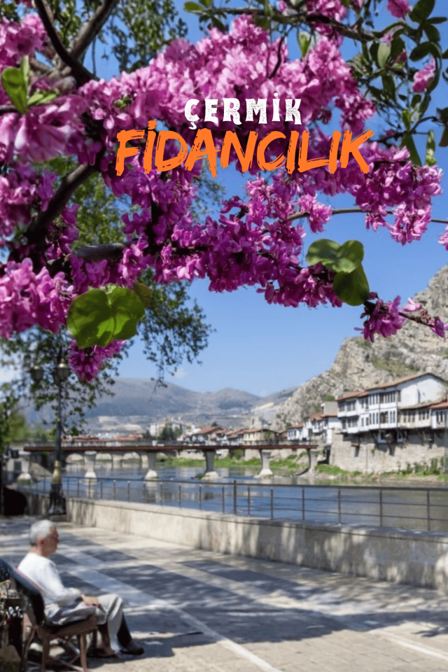 Pembe Çiçekli Zakkum Fidanı 3 Yaş