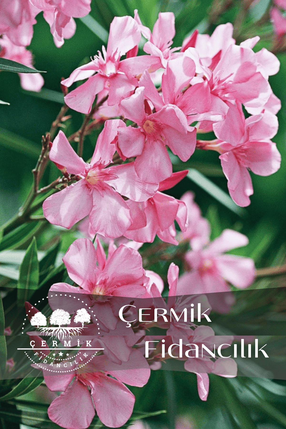 Pembe Çiçekli Zakkum Fidanı 3 Yaş