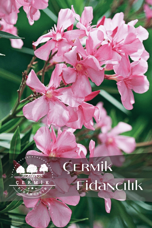 Pembe Çiçekli Zakkum Fidanı 3 Yaş
