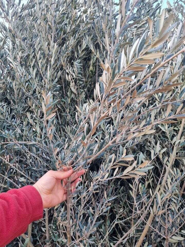 Gemlik Trilye Zeytin Fidanı 5 Yaş 1,5 Metre Boy