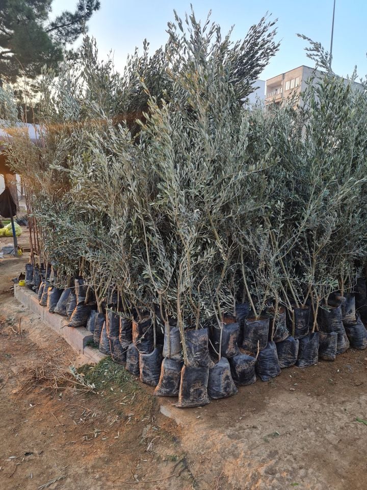 Gemlik Trilye Zeytin Fidanı 5 Yaş 1,5 Metre Boy