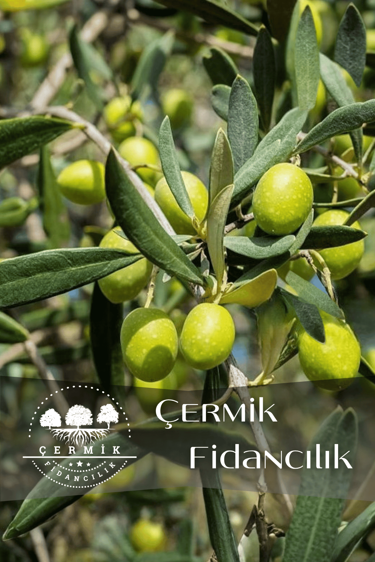 Gemlik Trilye Zeytin Fidanı 5 Yaş 1,5 Metre Boy