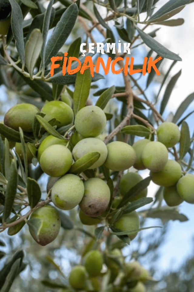 Gemlik Trilye Zeytin Fidanı 5 Yaş 1,5 Metre Boy