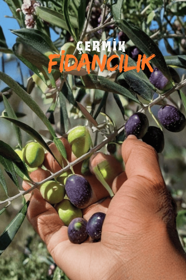 Gemlik Trilye Zeytin Fidanı 5 Yaş 1,5 Metre Boy