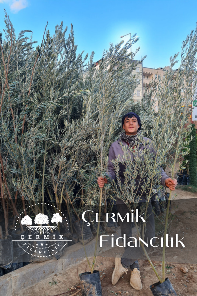Gemlik Trilye Zeytin Fidanı 5 Yaş 1,5 Metre Boy