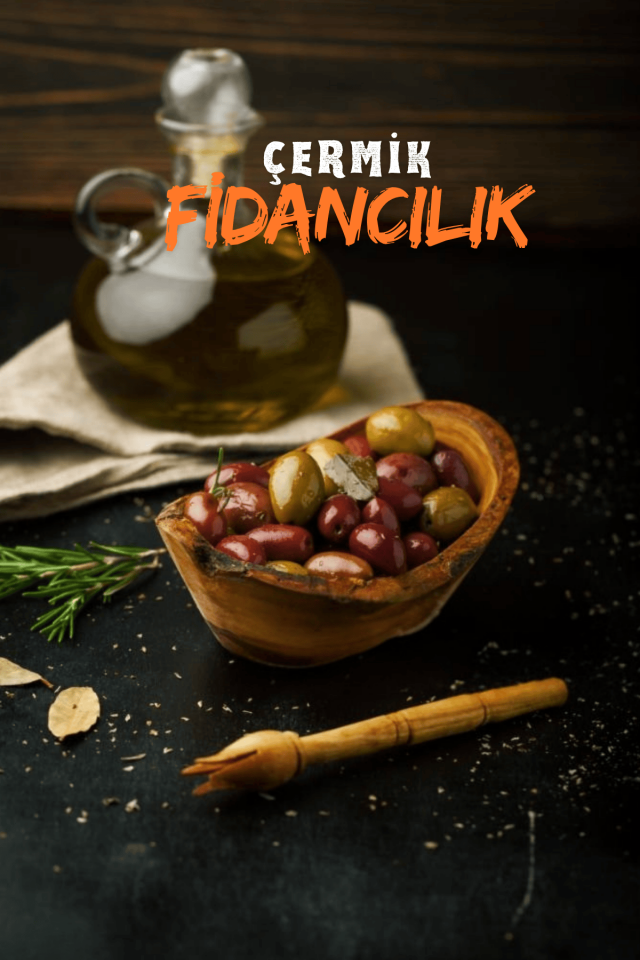 Gemlik Trilye Zeytin Fidanı Tüplü 2 Yaş