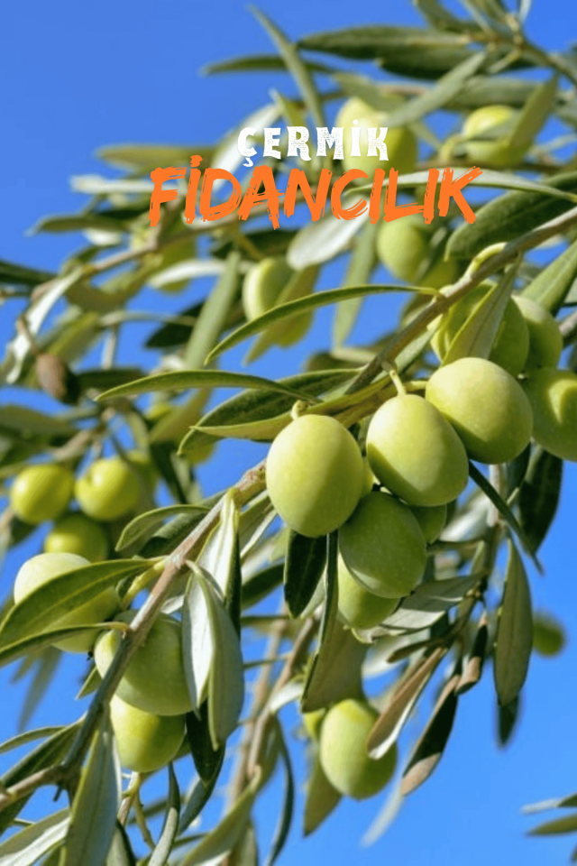 Gemlik Trilye Zeytin Fidanı Tüplü 2 Yaş