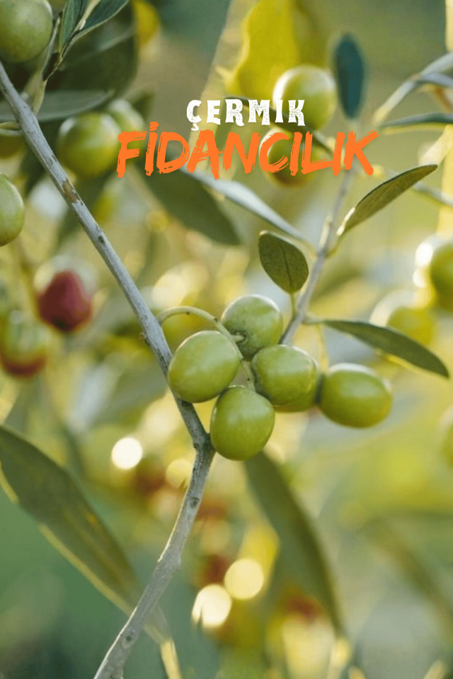 Gemlik Trilye Zeytin Fidanı Tüplü 2 Yaş