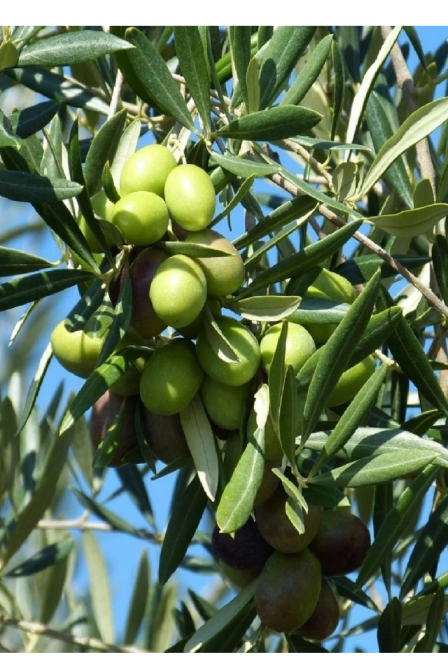 Gemlik Trilye Zeytin Fidanı Tüplü 2 Yaş