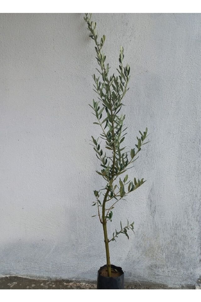 Gemlik Trilye Zeytin Fidanı Tüplü 2 Yaş