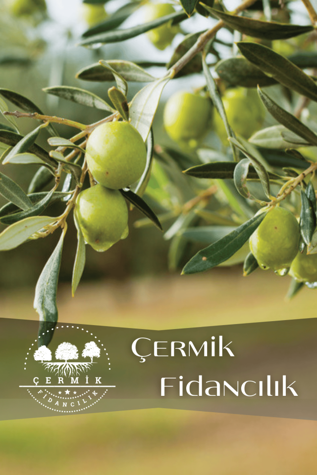 Gemlik Trilye Zeytin Fidanı Tüplü 2 Yaş