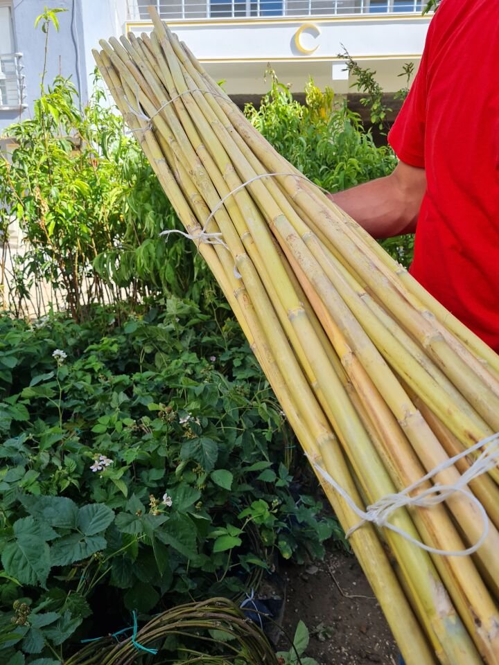 Bambu Fidan Bitki Destek Çubuğu 50 Adet 2 Metre Boy