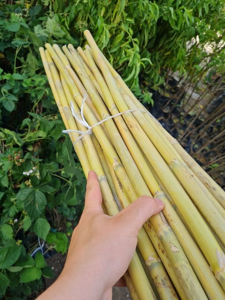 Bambu Fidan Bitki Destek Çubuğu 50 Adet 2 Metre Boy