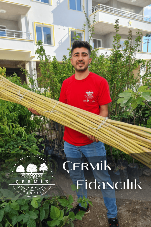 Bambu Fidan Bitki Destek Çubuğu 30 Adet 2 Metre Boy