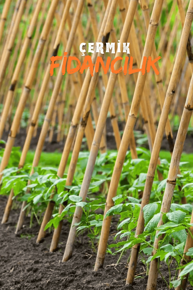 Bambu Fidan Bitki Destek Çubuğu 20 Adet 2 Metre Boy