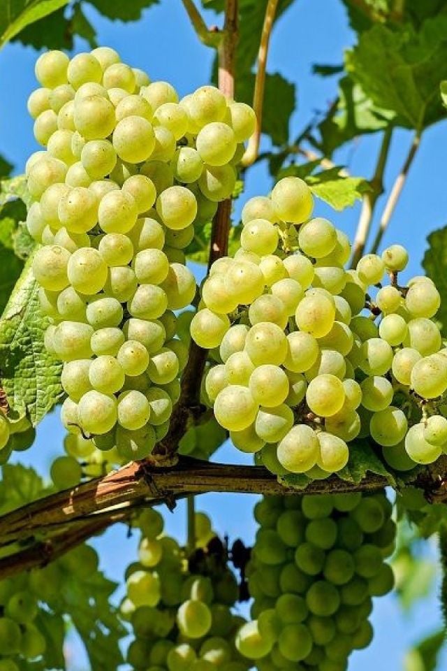 Tüplü Beyaz Üzüm Asma Fidanı