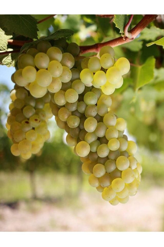 Tüplü Beyaz Üzüm Asma Fidanı