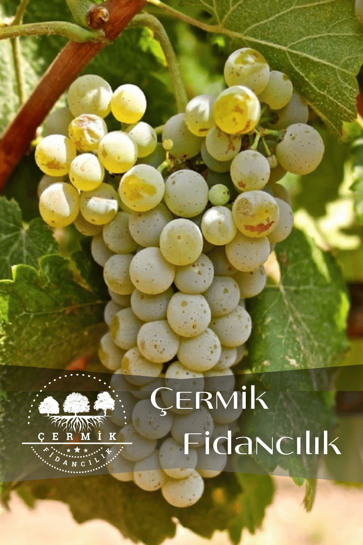 Tüplü Beyaz Üzüm Asma Fidanı