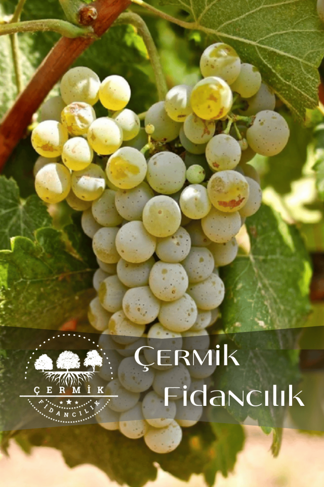 Tüplü Beyaz Üzüm Asma Fidanı