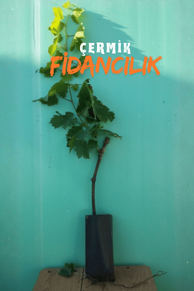 Tüplü Beyaz Üzüm Asma Fidanı