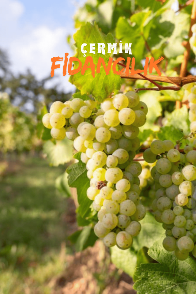 Tüplü Beyaz Üzüm Asma Fidanı