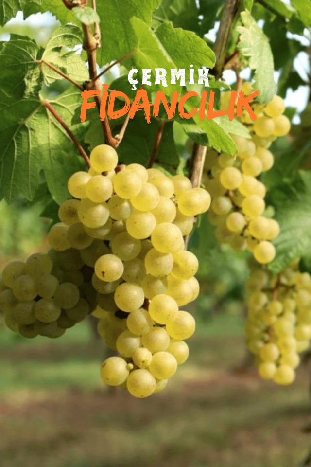 Tüplü Beyaz Üzüm Asma Fidanı