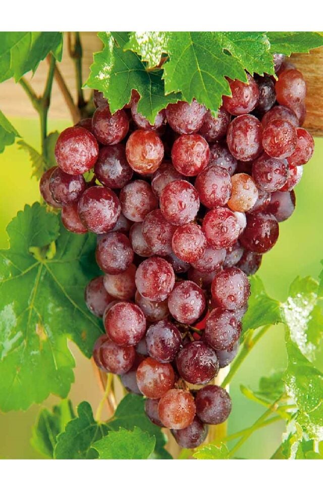 Tüplü Kırmızı Üzüm Asma Fidanı