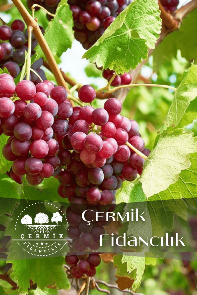 Tüplü Kırmızı Üzüm Asma Fidanı