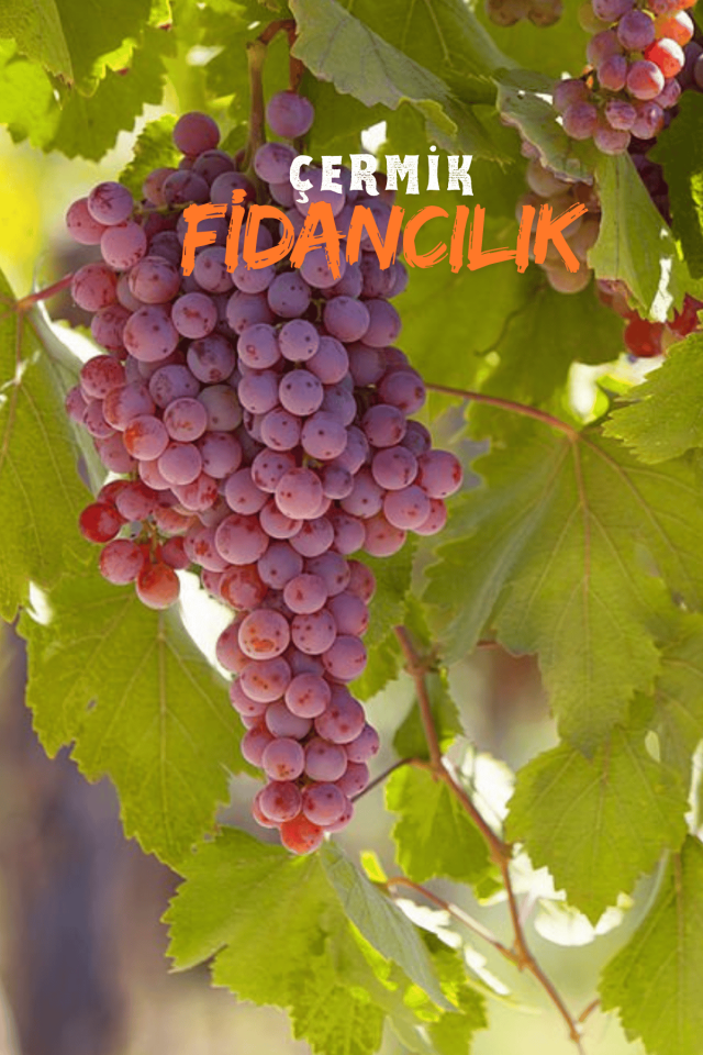 Tüplü Kırmızı Üzüm Asma Fidanı