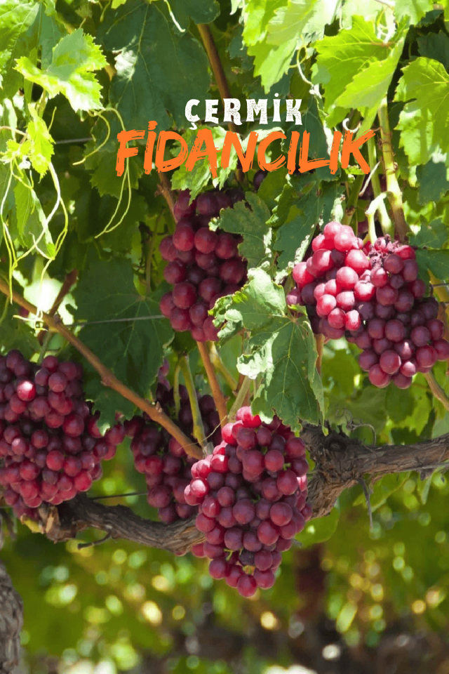 Tüplü Kırmızı Üzüm Asma Fidanı