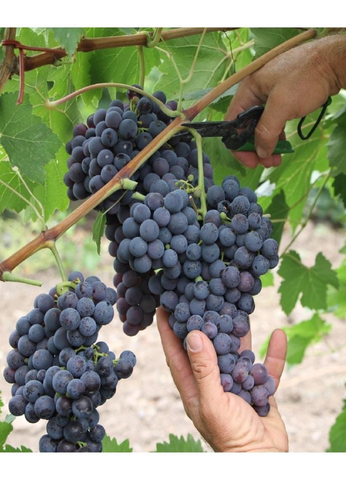 Tüplü Siyah Üzüm Asma Fidanı