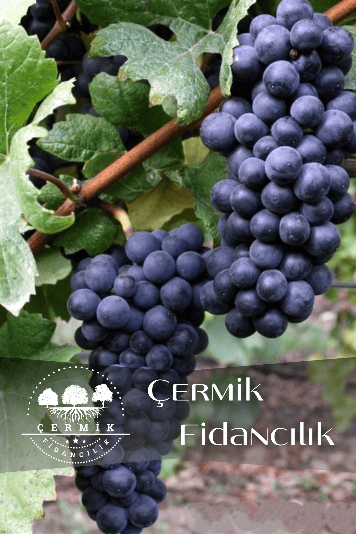 Tüplü Siyah Üzüm Asma Fidanı