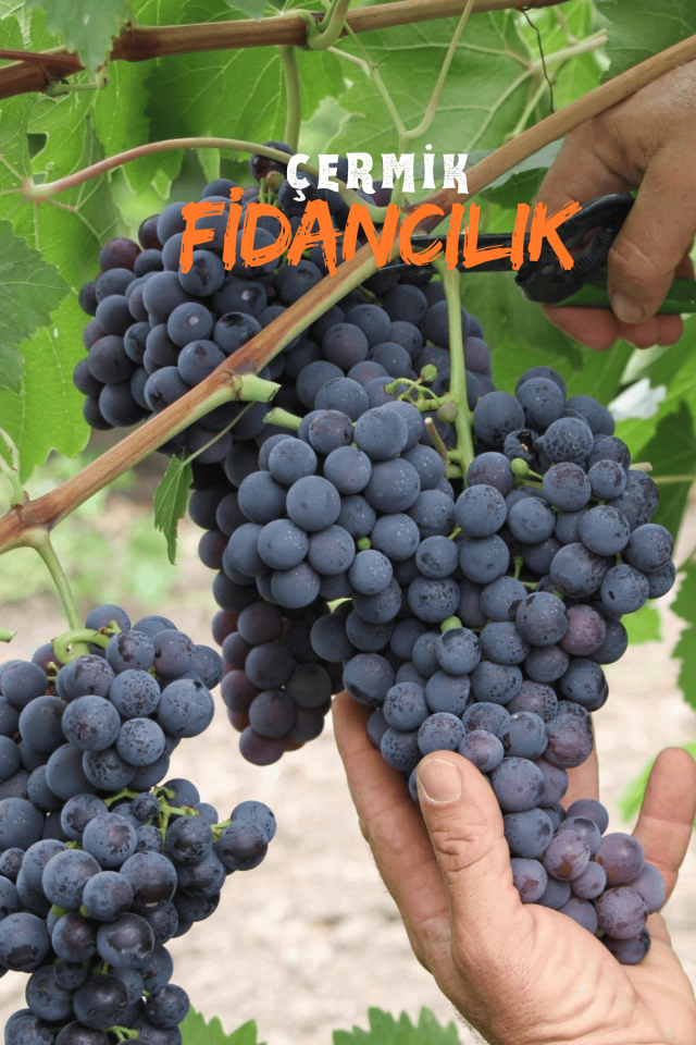 Tüplü Siyah Üzüm Asma Fidanı