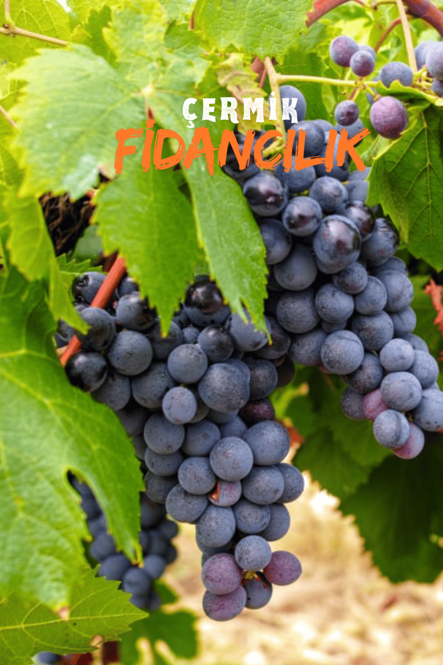 Tüplü Siyah Üzüm Asma Fidanı