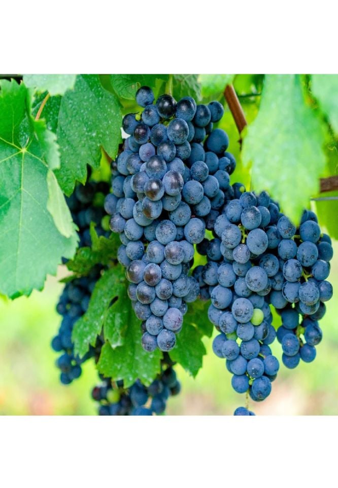 Tüplü Siyah Üzüm Asma Fidanı
