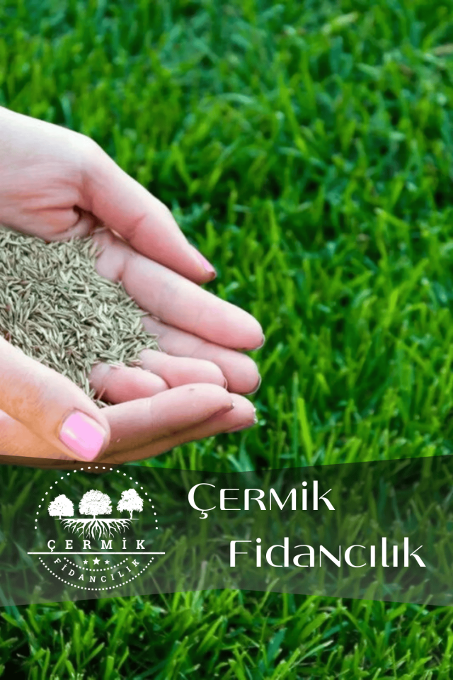 Dört Mevsim Ekilen 6 Karışımlı Çim Tohumu 500 Gr